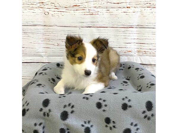 Shetland Sheepdog DOG Male Sable / White 3683 Petland Hilliard, Ohio