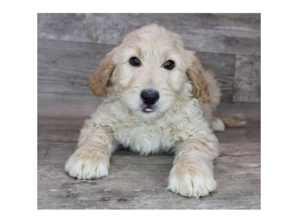 Goldendoodle-DOG-Male-Golden-3692-Petland Hilliard, Ohio