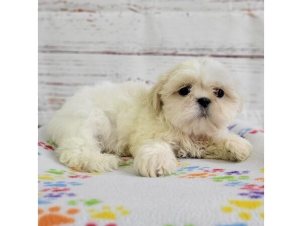 Shih Tzu-DOG-Female-Cream / White-3691-Petland Hilliard, Ohio