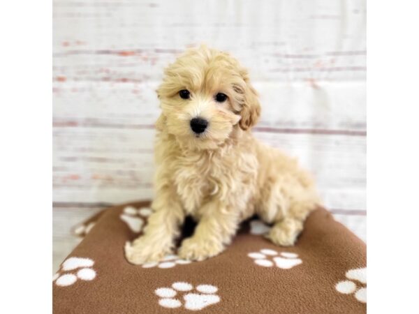 Schnoodle DOG Male Apricot 3687 Petland Hilliard, Ohio