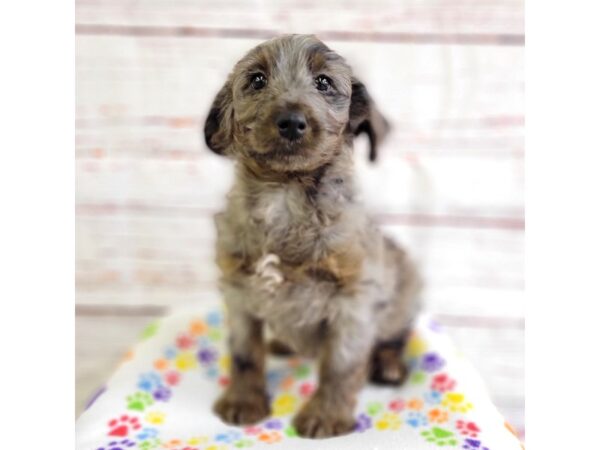 Aussiedoodle-DOG-Female-Blue Merle-3686-Petland Hilliard, Ohio