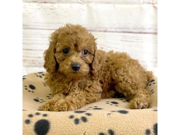 Cavapoo-DOG-Female-Red-3704-Petland Hilliard, Ohio