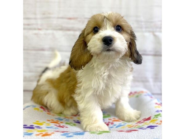 Cavachon DOG Female Wht & Red 3702 Petland Hilliard, Ohio