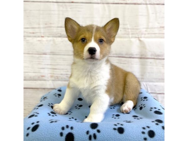 Pembroke Welsh Corgi-DOG-Male-Red-3698-Petland Hilliard, Ohio