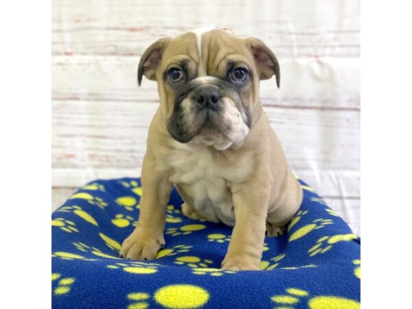 Bulldog-DOG-Female-Fawn-3696-Petland Hilliard, Ohio