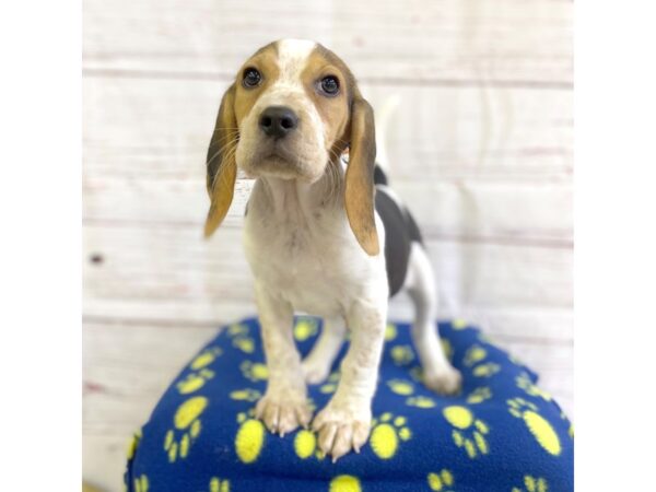 Beagle-DOG-Male-Black Tan / White-3690-Petland Hilliard, Ohio