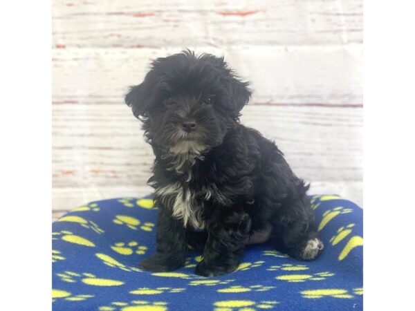 Yorkiepoo-DOG-Male-Black-3703-Petland Hilliard, Ohio