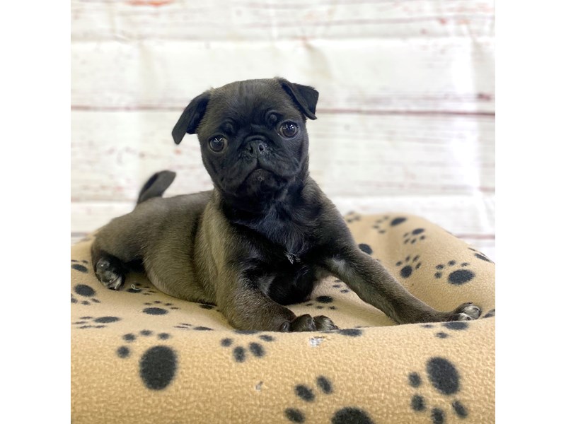 その他 PUG 1st COLOR i got my first dog 5 days ago, Pepper! what colour wld u