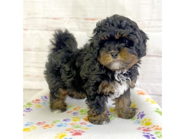 Shih Tzu/Poodle-DOG-Male-Black / Brown-3699-Petland Hilliard, Ohio