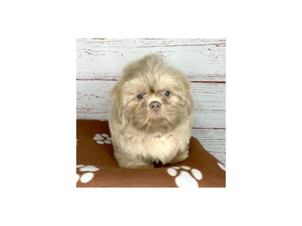 Shih Tzu-DOG-Male-Lilac-3712-Petland Hilliard, Ohio