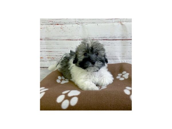 Havanese-DOG-Male--3714-Petland Hilliard, Ohio