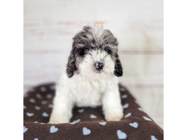 Mini Goldendoodle-DOG-Male-Blue Merle Parti-3717-Petland Hilliard, Ohio