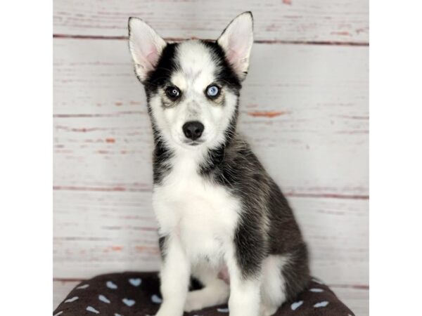 Pomsky-DOG-Male-Blk & Wht-3716-Petland Hilliard, Ohio