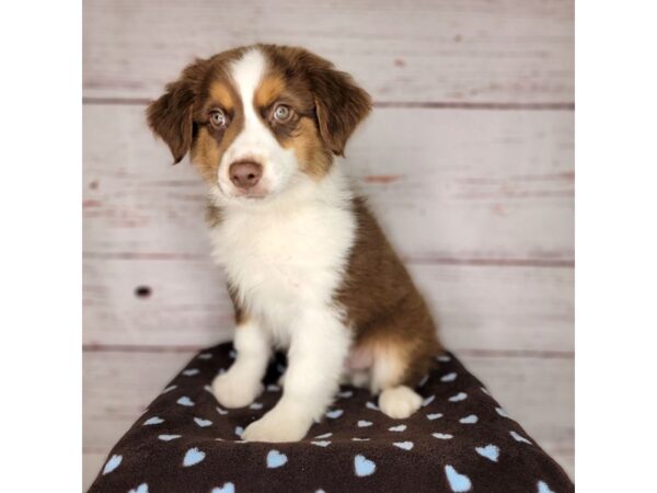 Australian Shepherd-DOG-Male-Red Tan / White-3706-Petland Hilliard, Ohio