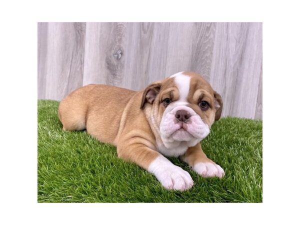 Bulldog-DOG-Female-Red-3725-Petland Hilliard, Ohio