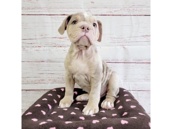 Olde English Bulldog-DOG-Male-Lilac Merle-3730-Petland Hilliard, Ohio