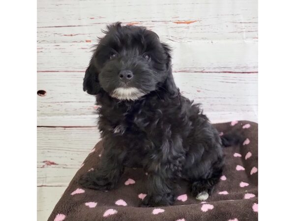 Aussiedoodle Mini-DOG-Male-Black-3727-Petland Hilliard, Ohio