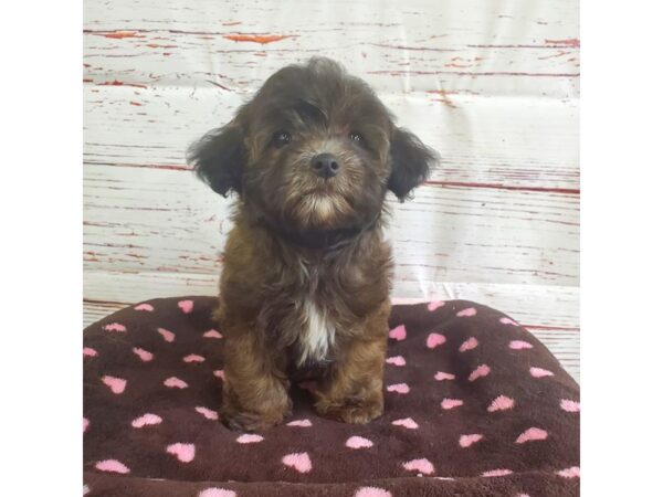 Havapoo-DOG-Female-Red Sable-3726-Petland Hilliard, Ohio