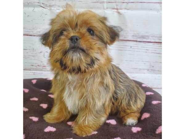 Shorkie-DOG-Male-Brown-3724-Petland Hilliard, Ohio