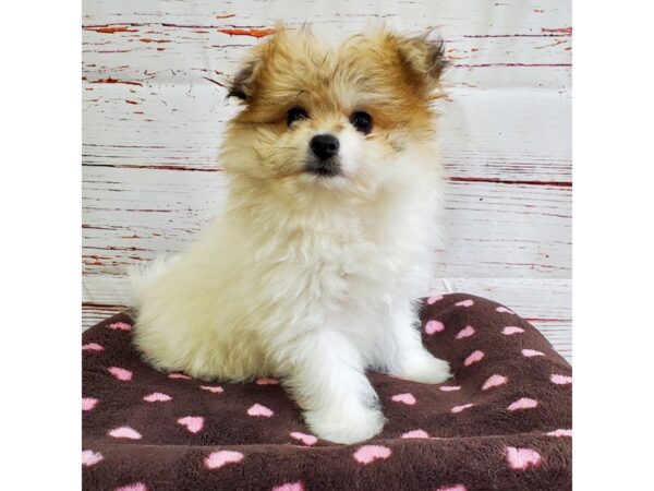 Pomapoo-DOG-Male-Red-3723-Petland Hilliard, Ohio