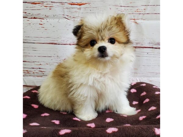 Pomapoo-DOG-Female-Red-3722-Petland Hilliard, Ohio