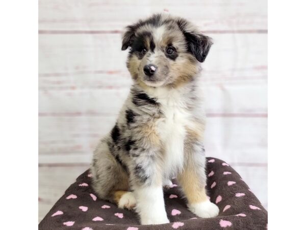 Miniature Australian Shepherd-DOG-Male-Blue Merle-3720-Petland Hilliard, Ohio