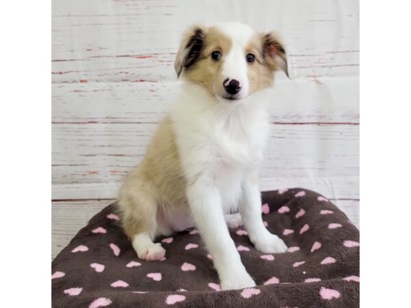 Shetland Sheepdog-DOG-Female-Merle-3718-Petland Hilliard, Ohio