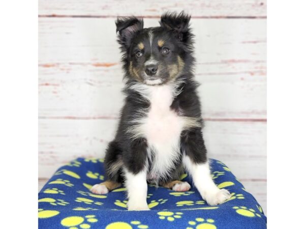 Mini Aussie-DOG-Male-tri blk-3747-Petland Hilliard, Ohio