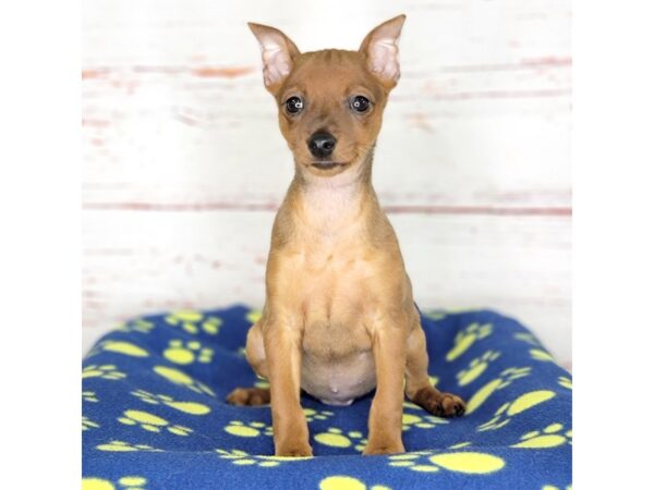 Miniature Pinscher-DOG-Male-Red-3738-Petland Hilliard, Ohio