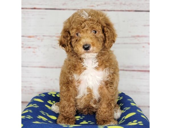 Mini Goldendoodle-DOG-Male-rd & wht-3728-Petland Hilliard, Ohio