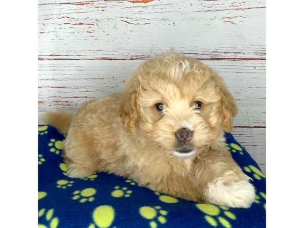 Mini Goldendoodle-DOG-Female-Golden-3745-Petland Hilliard, Ohio