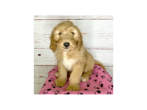 Goldendoodle-DOG-Male-Red-3744-Petland Hilliard, Ohio