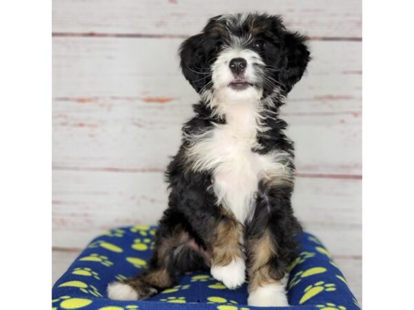 Mini Bernadoodle-DOG-Female-Tri-3742-Petland Hilliard, Ohio