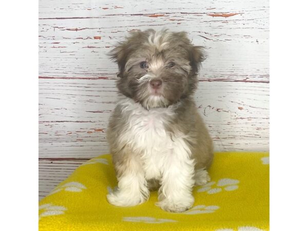 Havanese-DOG-Male-Parti-3752-Petland Hilliard, Ohio