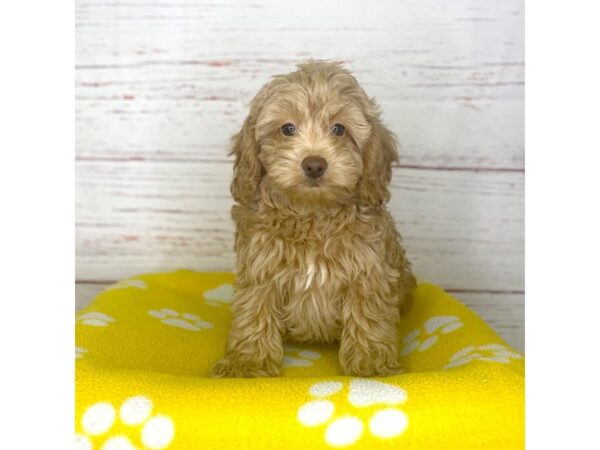 Cock A Poo 2nd Gen-DOG-Male-Apricot-3754-Petland Hilliard, Ohio