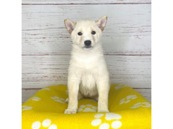 Shiba Inu-DOG-Female-Cream-3755-Petland Hilliard, Ohio