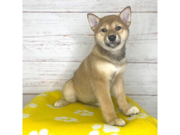 Shiba Inu-DOG-Female-Red-3756-Petland Hilliard, Ohio