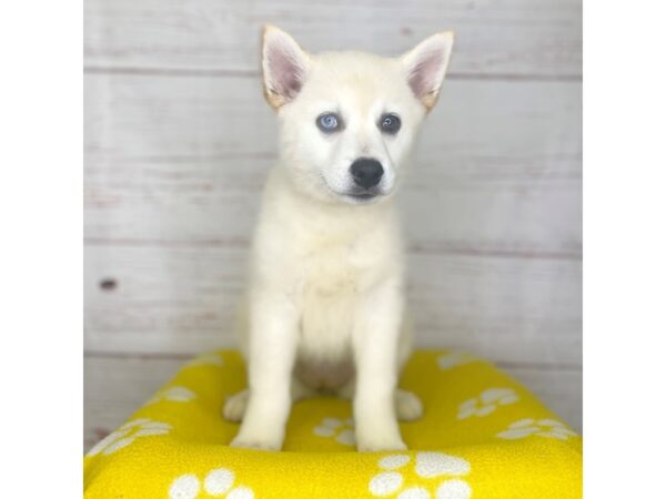 Pomsky-DOG-Female-Apricot-3758-Petland Hilliard, Ohio