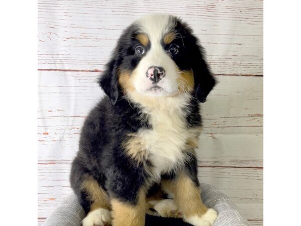 Bernese Mountain Dog-DOG-Male-Blk, Wht & Rust-3771-Petland Hilliard, Ohio