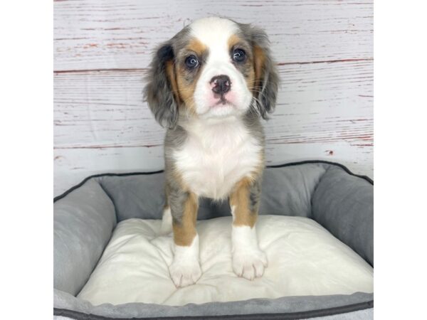 Mini Bernese-DOG-Female-Blue Merle Tri-3763-Petland Hilliard, Ohio