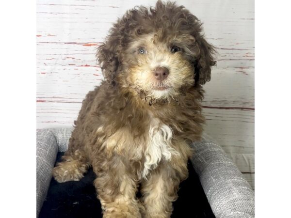 Poodle DOG Female Chocolate 3761 Petland Hilliard, Ohio