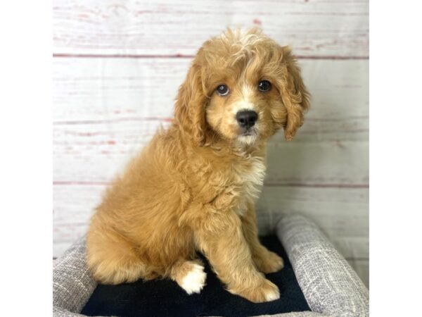 Cavapoo-DOG-Male-Tan & Wht-3760-Petland Hilliard, Ohio