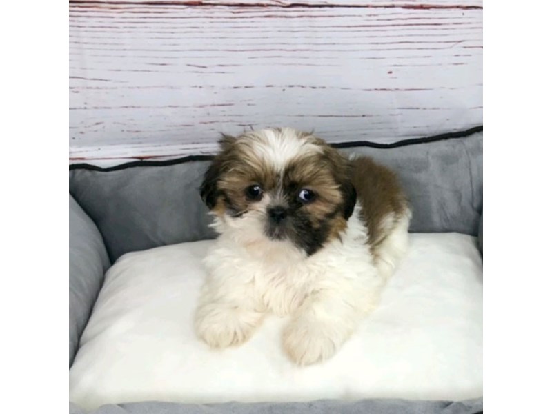 Shih Tzu Puppy Gold / White ID:3777 Located at Petland Hilliard, Ohio