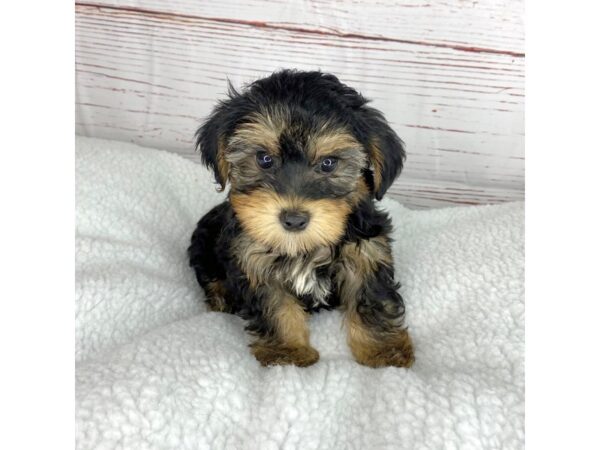 Yorkiepoo-DOG-Male-Black/Tan-3772-Petland Hilliard, Ohio