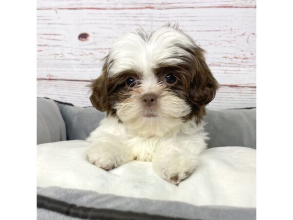 Shih Tzu-DOG-Female-Liver / White-3776-Petland Hilliard, Ohio