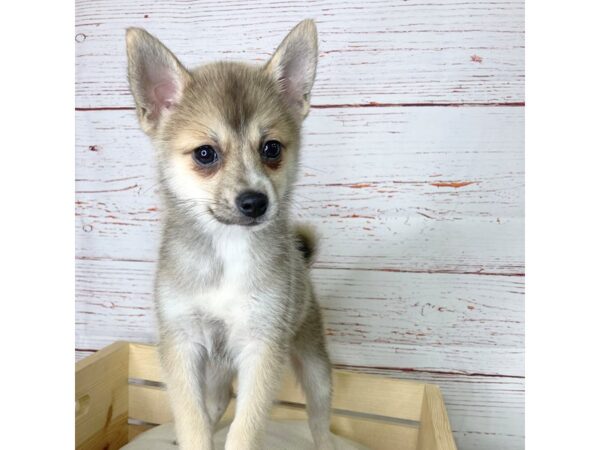 Pomsky-DOG-Male-Red Sable-3779-Petland Hilliard, Ohio