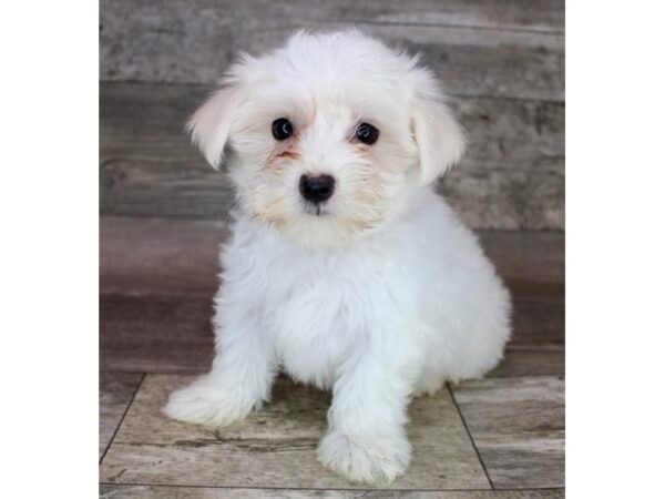 Maltese-DOG-Female-White-3782-Petland Hilliard, Ohio