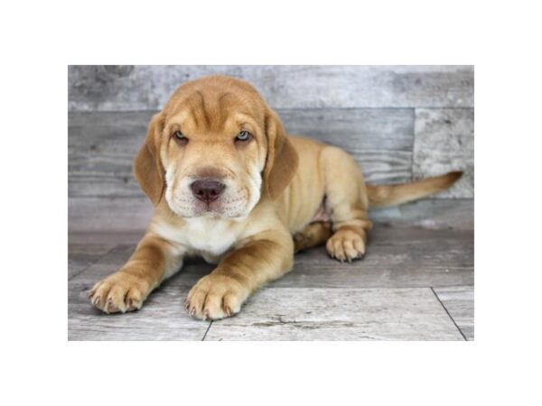 Sharpeagle-DOG-Male-Fawn-3787-Petland Hilliard, Ohio