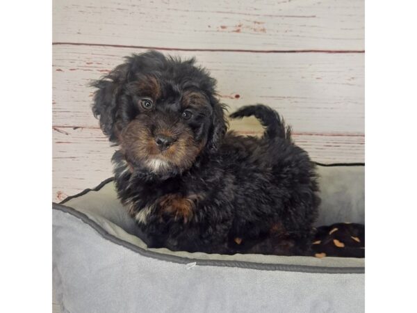 Mini Bernadoodle-DOG-Male--3796-Petland Hilliard, Ohio