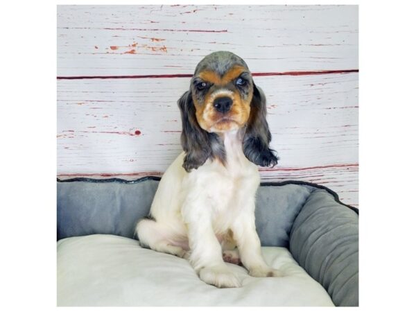 Cocker Spaniel-DOG-Female-Blue Merle White / Tan-3785-Petland Hilliard, Ohio